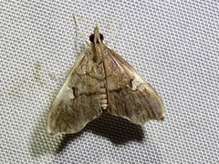 Deuterophysa
