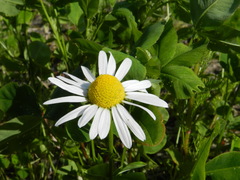 Tripleurospermum inodorum