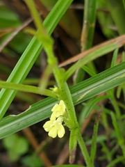 Striga asiatica