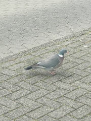 Columba palumbus