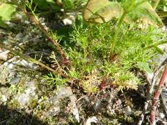 Tripleurospermum inodorum