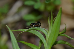 Cryptocephalus moraei