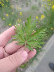 Potentilla × angarensis