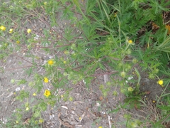 Potentilla × angarensis