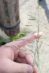 Puccinellia hauptiana