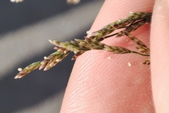 Puccinellia hauptiana