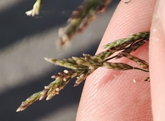 Puccinellia hauptiana