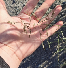 Puccinellia hauptiana