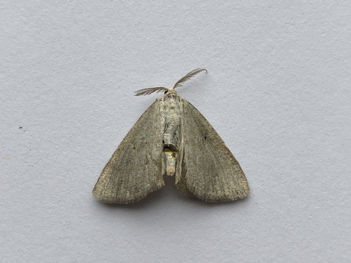 Northern Wave Moth photo 3