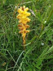Orobanche gracilis