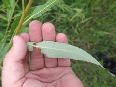 Salix triandra