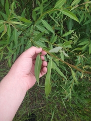 Salix triandra