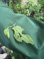 Erannis tiliaria