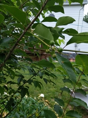 Prunus serotina