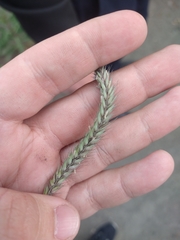 Hordeum brevisubulatum