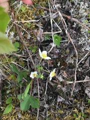 Fragaria virginiana glauca