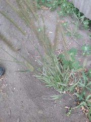 Hordeum brevisubulatum