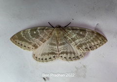 Cyclidia rectificata