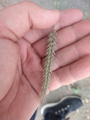 Hordeum brevisubulatum