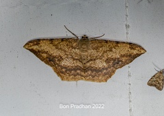 Luxiaria amasa