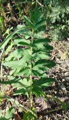 Pastinaca sativa sylvestris