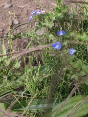 Veronica persica