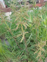 Urtica dioica