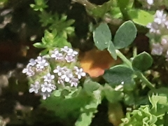 Lepidium