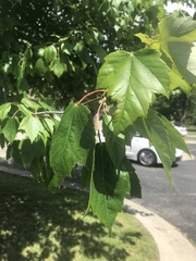 Acer