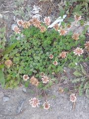 Trifolium repens