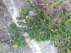 Medicago lupulina
