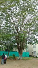 Gonopterodendron arboreum