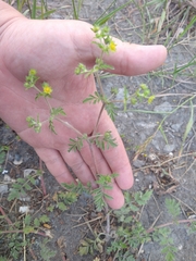 Potentilla paradoxa