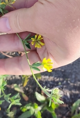 Medicago falcata