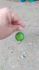 Gonopterodendron arboreum