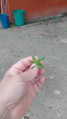 Gonopterodendron arboreum