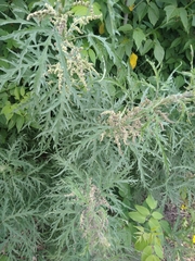 Urtica cannabina