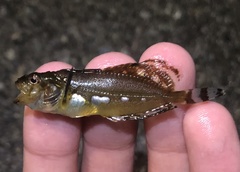 Silverspotted Sculpin photo 5