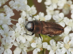 Anthaxia umbellatarum