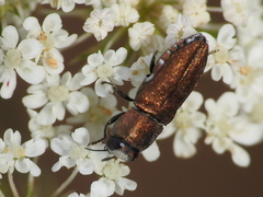 Anthaxia umbellatarum