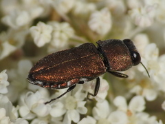 Anthaxia umbellatarum