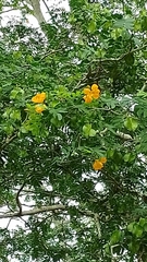 Gonopterodendron arboreum