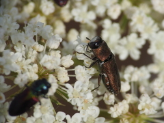 Anthaxia umbellatarum