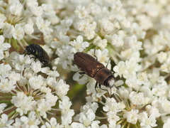 Anthaxia umbellatarum