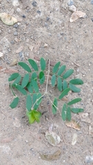 Gonopterodendron arboreum