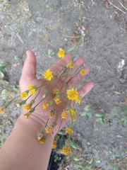 Crepis tectorum