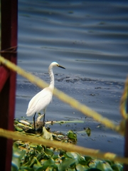 Egretta thula