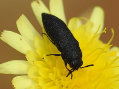 Acmaeodera crinita