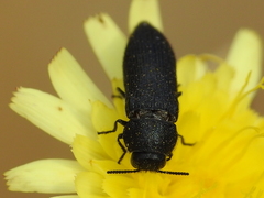 Acmaeodera crinita