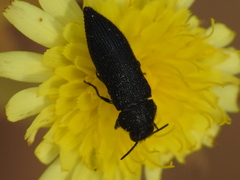 Acmaeodera crinita